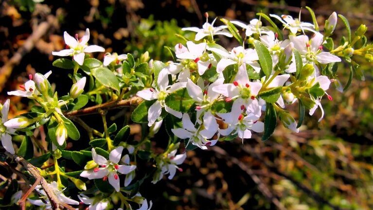 Buch Sistolakta ayrılır